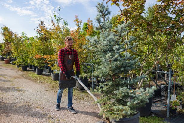 The Steps Involved in Our Tree Care Process in Portland, ME